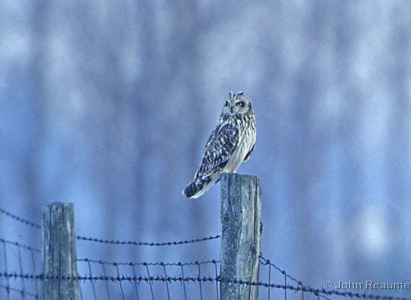 Photo (11): Short-eared Owl