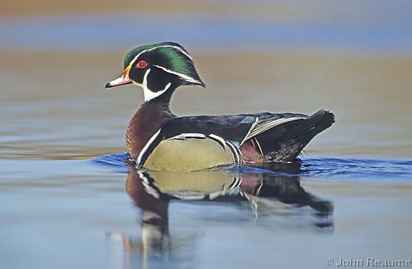 Photo (3): Wood Duck