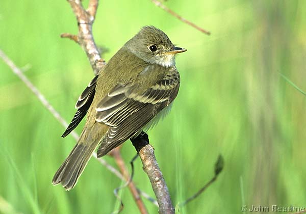 Photo (1): Willow Flycatcher