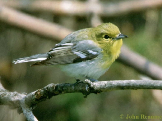 Photo (14): Yellow-throated Vireo