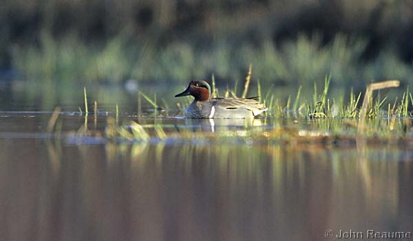 Photo (22): Green-winged Teal