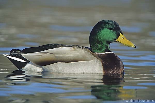 Photo (9): Mallard