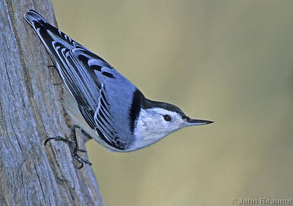 Photo (8): White-breasted Nuthatch