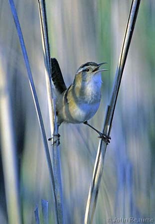 Photo (12): Marsh Wren