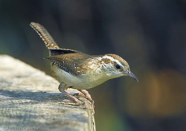 Photo (6): Carolina Wren