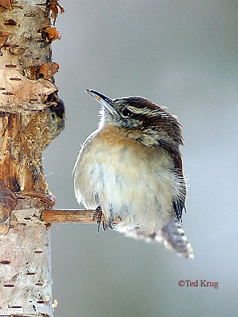 Photo (9): Carolina Wren