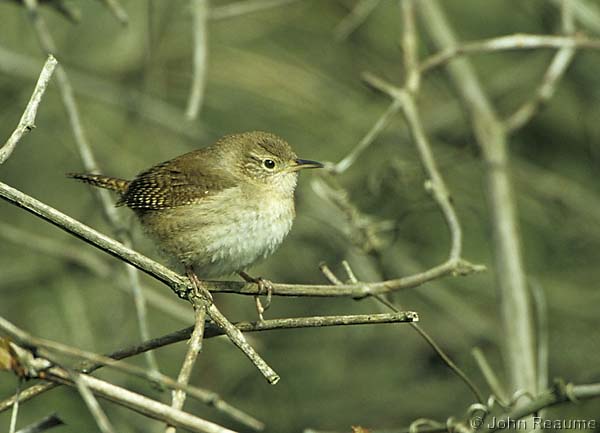 Photo (16): House Wren