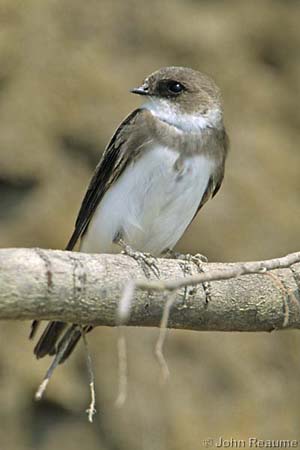 Photo (2): Bank Swallow