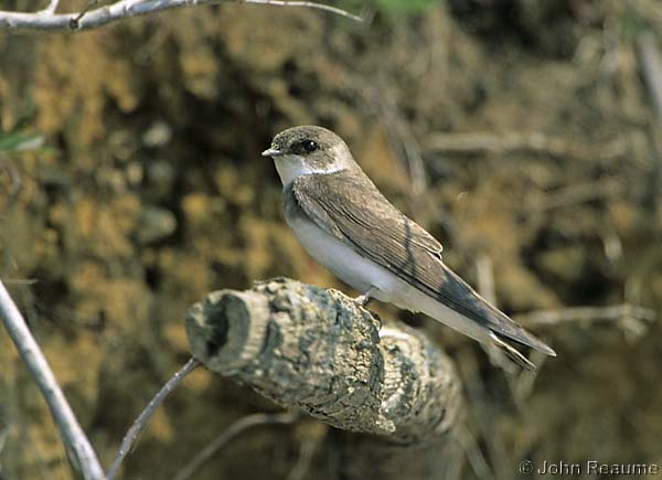 Photo (4): Bank Swallow