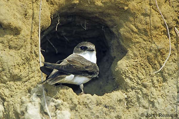 Photo (5): Bank Swallow