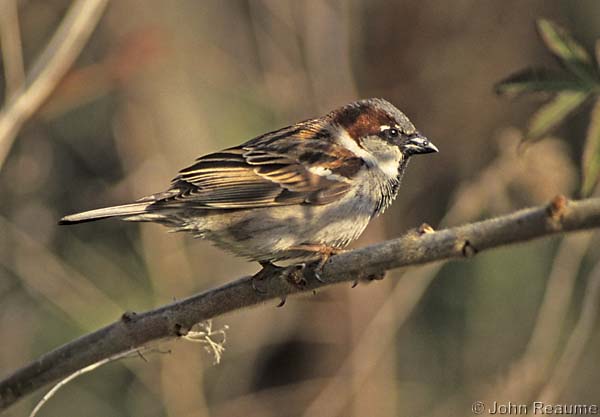 Photo (17): House Sparrow