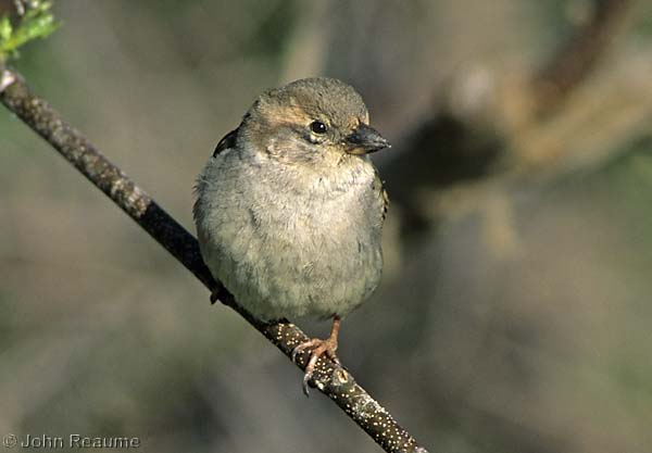 Photo (8): House Sparrow