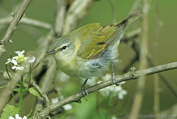 Photo (2): Tennessee Warbler