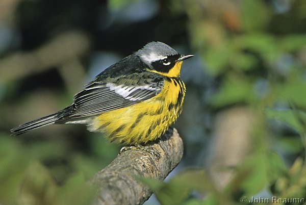 Photo (9): Magnolia Warbler