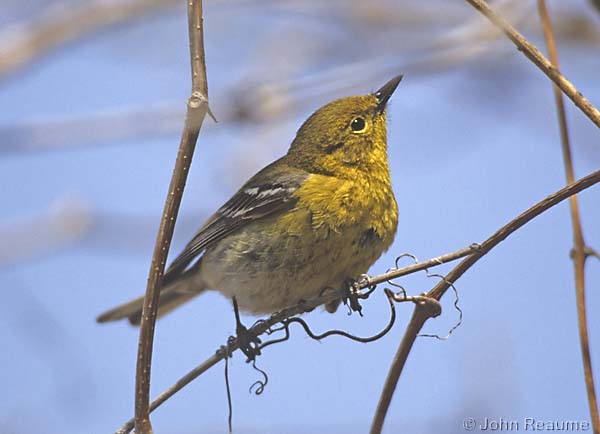 Photo (14): Pine Warbler