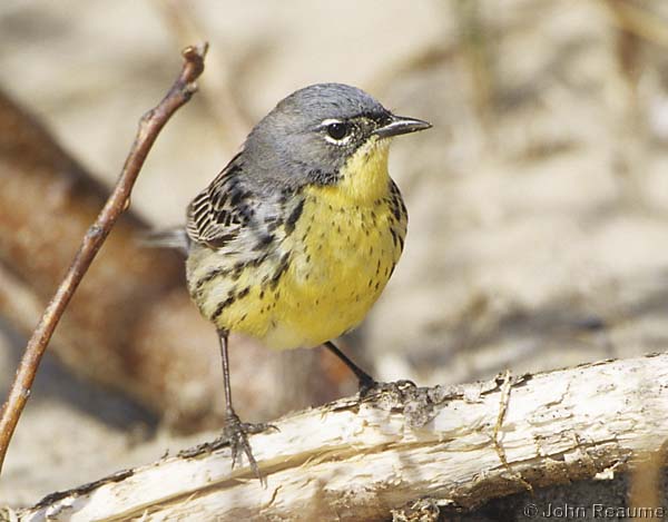 Photo (14): Kirtland's Warbler