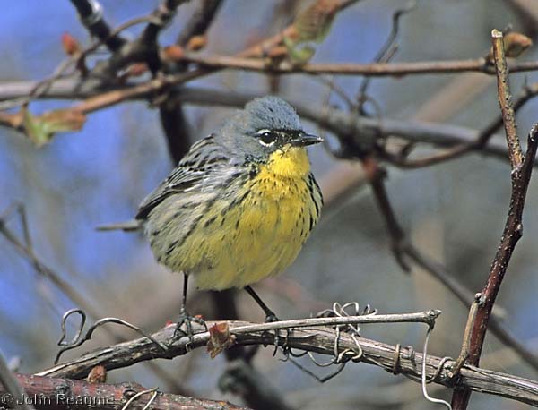Photo (18): Kirtland's Warbler