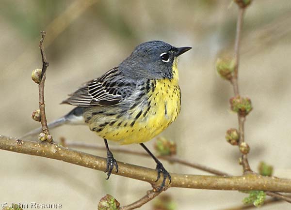 Photo (19): Kirtland's Warbler