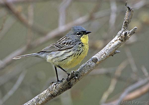 Photo (20): Kirtland's Warbler