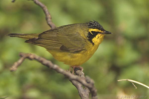Photo (7): Kentucky Warbler