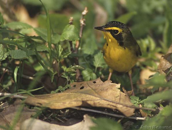 Photo (4): Kentucky Warbler