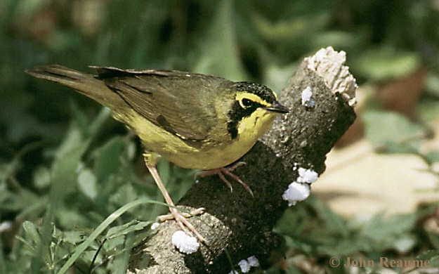 Photo (9): Kentucky Warbler