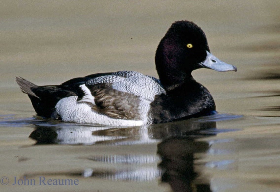 Photo (7): Lesser Scaup