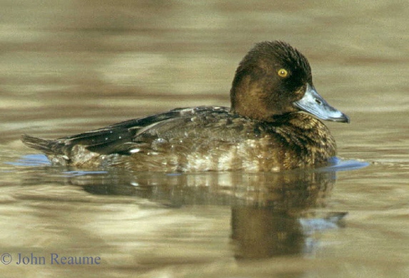 Photo (8): Lesser Scaup