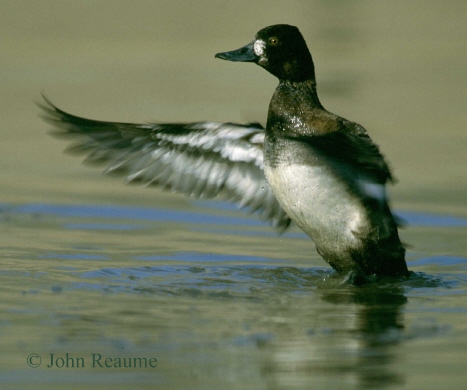 Photo (9): Lesser Scaup