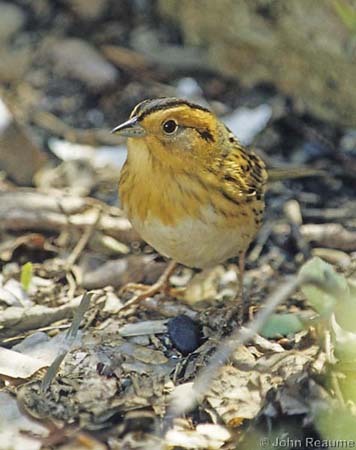 Photo (1): Nelson's Sparrow