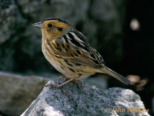 Photo (2): Nelson's Sparrow