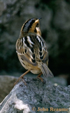 Photo (3): Nelson's Sparrow