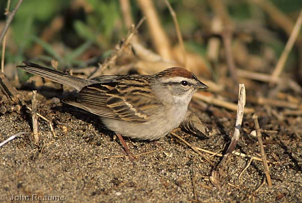 Photo (10): Chipping Sparrow