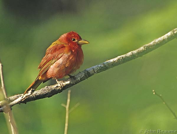 Photo (10): Summer Tanager