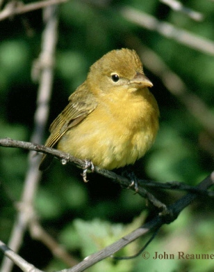 Photo (4): Summer Tanager