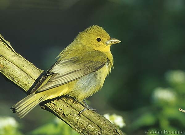 Photo (4): Scarlet Tanager