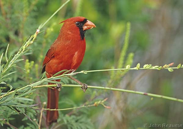 Photo (3): Northern Cardinal