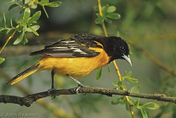 Photo (5): Baltimore Oriole