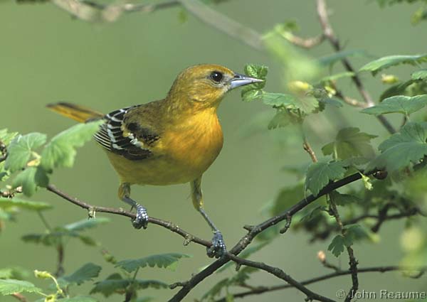 Photo (4): Baltimore Oriole