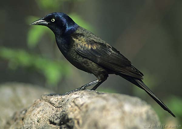 Photo (5): Common Grackle