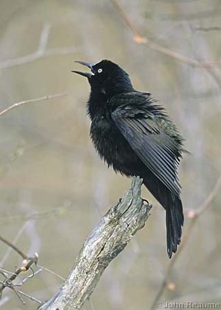 Photo (13): Common Grackle