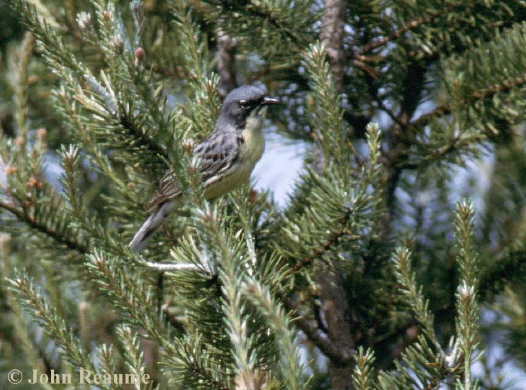 Photo (17): Kirtland's Warbler