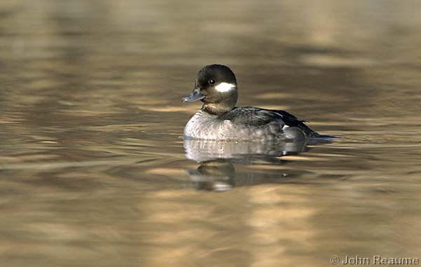 Photo (6): Bufflehead