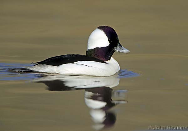 Photo (10): Bufflehead