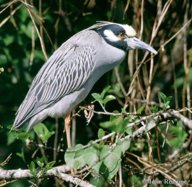 Photo (5): Yellow-crowned Night-Heron