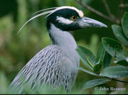Photo (4): Yellow-crowned Night-Heron