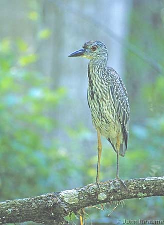 Photo (23): Yellow-crowned Night-Heron