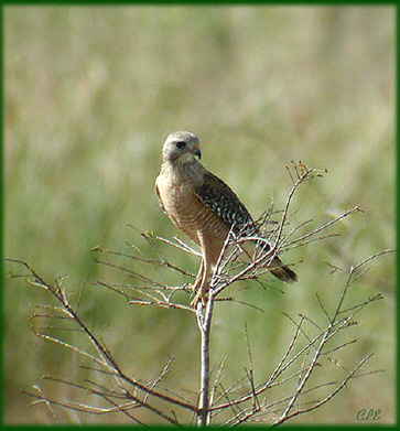 Photo (3): Red-shouldered Hawk