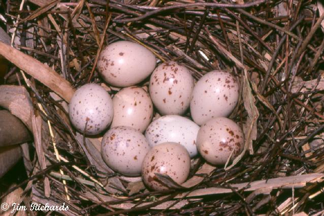 Photo (26): Virginia Rail