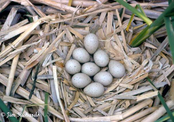 Photo (26): American Coot